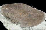 Huge, Isotelus Trilobite - Oldenburg, Indiana #126214-5